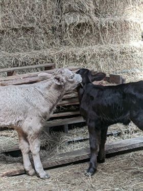 New calf